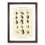 Trout Fishing Flies Version 6 by Mary Orvis Marbury - Picture Frame Painting Print-55764902-55764903