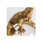 Lizard Decor