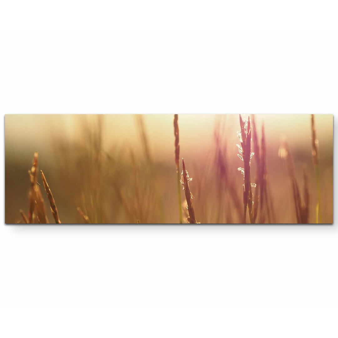 Leinwandbild Grass im Sonnenlicht