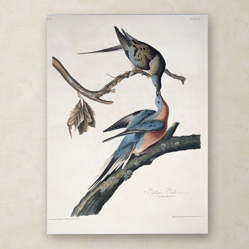 «Passager Pigeon» par John James Audubon, reproduction sur toile, H 32 po x l 24 po x P 2 po