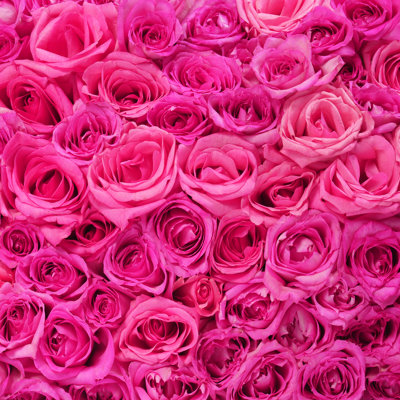 " Hot Pink Roses " by Gizelka