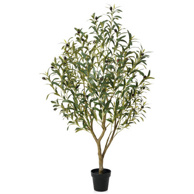 Adcock 72" Olive Tree in Pot