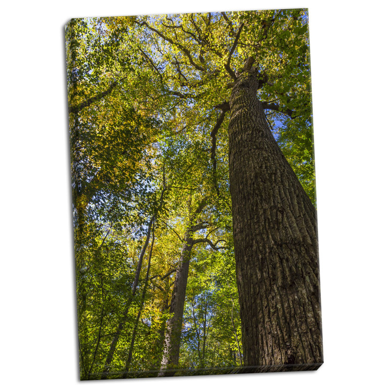 « tulipe-peuplier tree i », reproduction de photo sur toile tendue