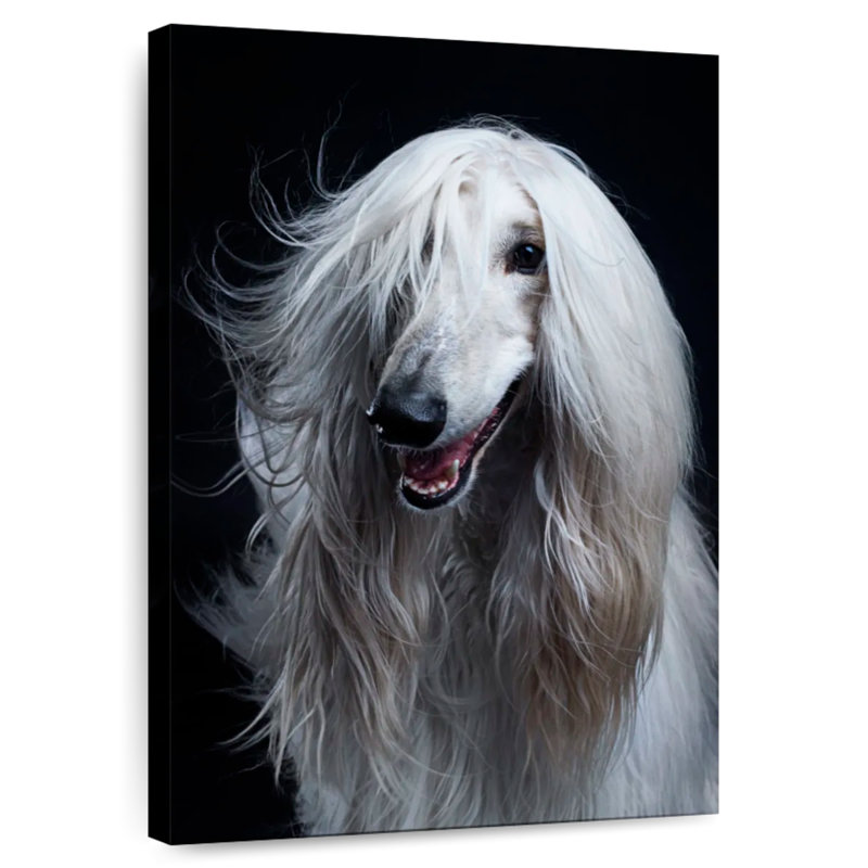 Brampt Long Haired Afghan Hound, 45" H x 30" W