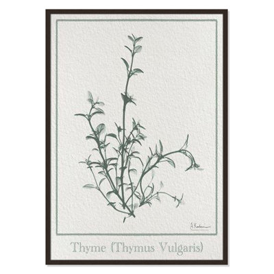 Jeanette "Thymus Vulgaris" Print
