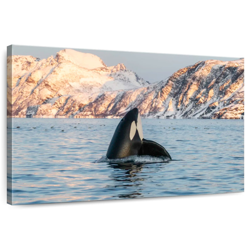 Brampt Spyhopping Killer Whale, 30" H x 45" W