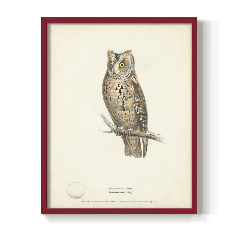 Reproduction encadrée Scops Earl Owl - bois massif, Rouge, H 10 po x l 8 po