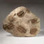 Selenopeltis Trilobite