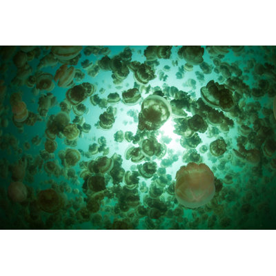 Dillinger Millions Of Jellyfish by Velvetfish - Wrapped Canvas Print