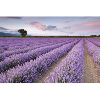Lavender Field - Wrapped Canvas Print