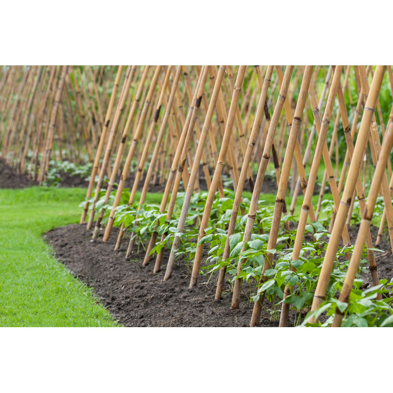 Natural Bamboo Stakes Plant Support Trellis Garden Stake, 48" H x 0.62" W x 0.62" D