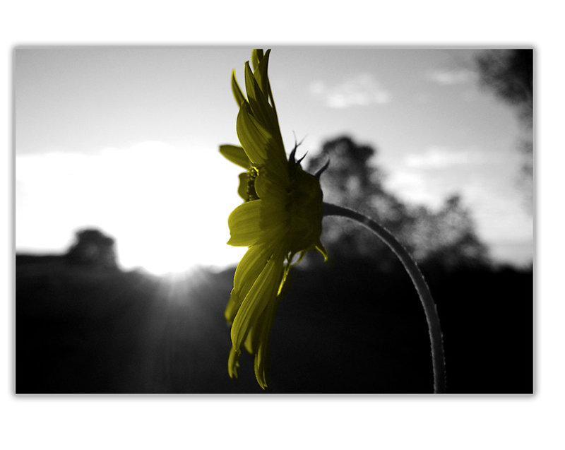 Black And White Yellow Flowers - Wrapped Canvas Print, 60cm H x 86cm W x 1.8cm D