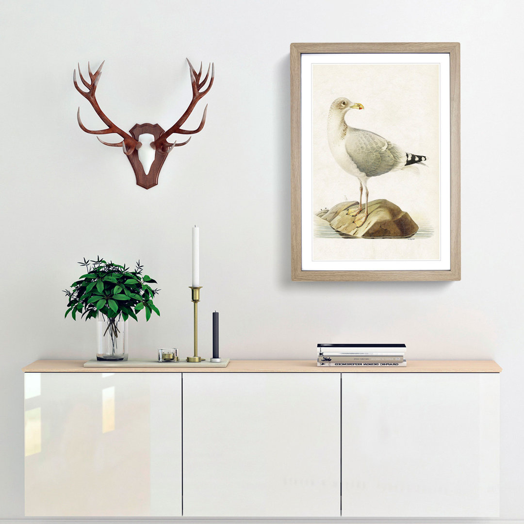 European Herring Gull by Von Wright - Picture Frame Painting Print
