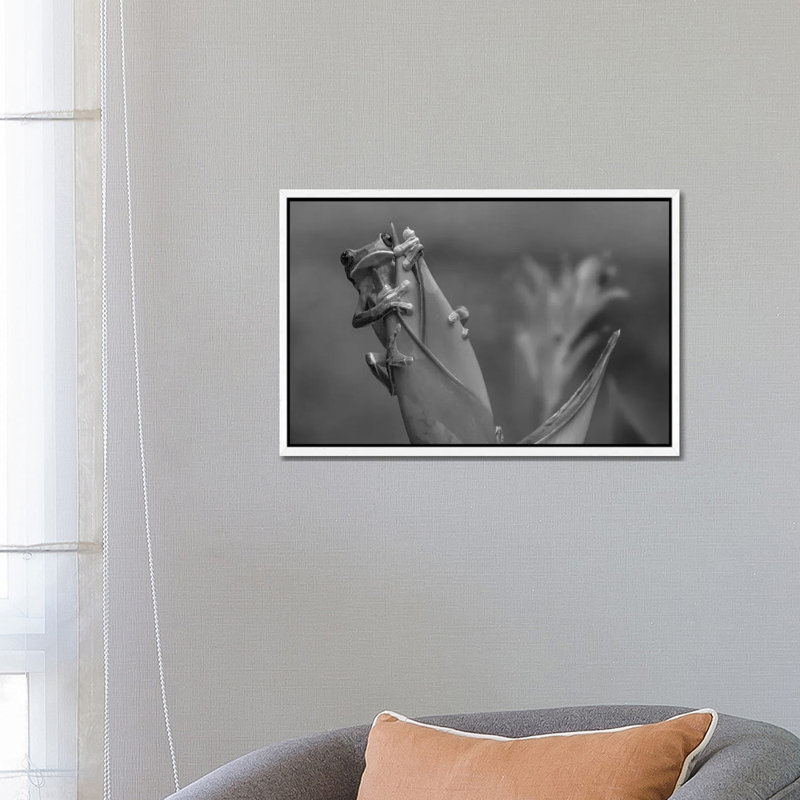 Gliding Leaf Frog on Heliconia, Costa Rica 1 Piece Wall Art on Canvas, 66.04 cm H x 45.72 cm W, White Framed