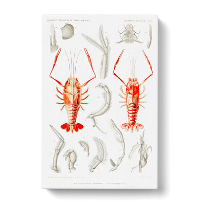 Shrimps by Albert I - Wrapped Canvas