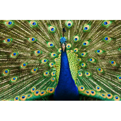 «Beautiful Peacock» par Praisaeng - photographie sur toile tendue