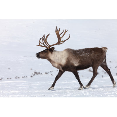 Caribou marchant - Photographie sur toile tendue