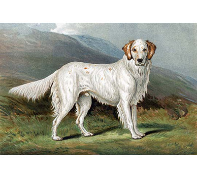 " Setter " by Vero Shaw