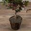 4' Artificial Capensia Bush, Rattan Basket