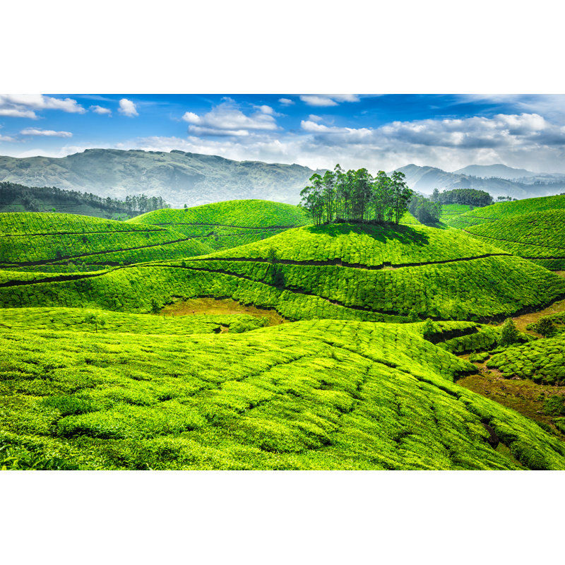 Canajoharie Green Tea Plantations, India - Wrapped Canvas Print, 30cm H x 46cm W x 3.8cm D
