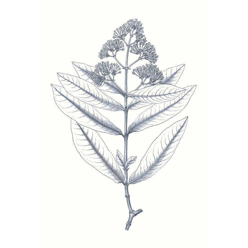 Indigo Botany Study I by Vision Studio - Wrapped Canvas Print, 91cm H x 61cm W