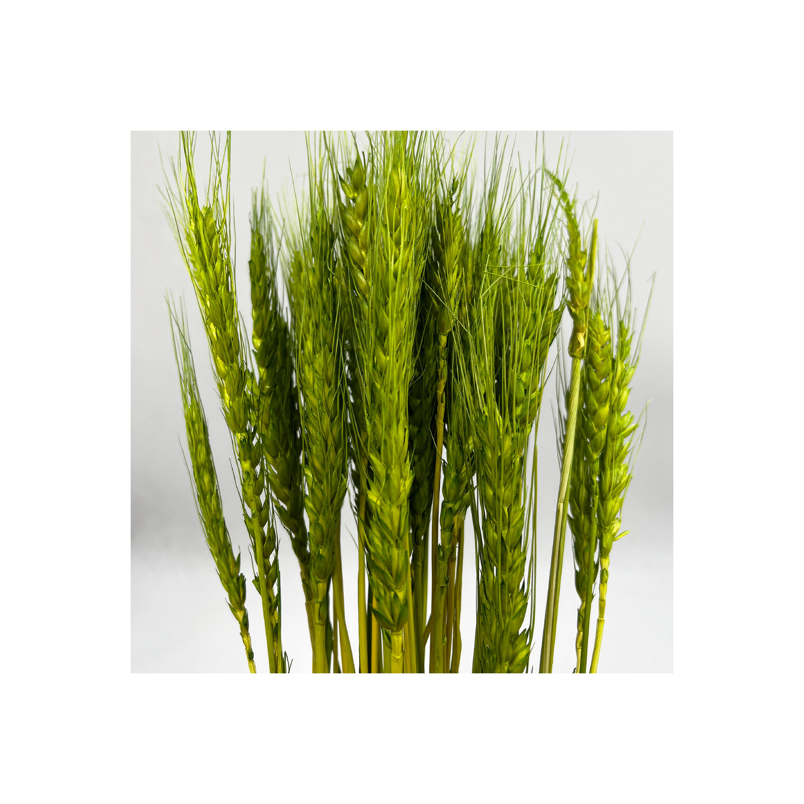 Dried Preserved wheat Bouquet, Yellow/Green