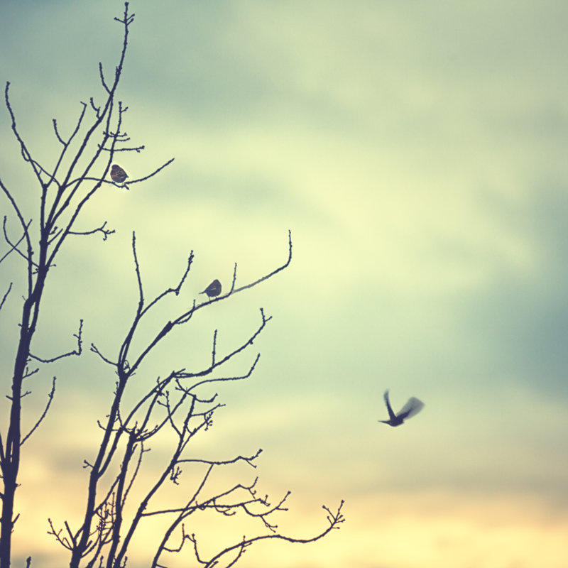 Little Birds Sitting On A Tree by Rike_ - Wrapped Canvas Print, 91cm H x 91cm W