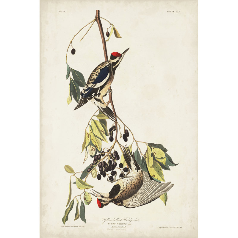 Pl. 190, pic à ventre jaune par James Audubon - peinture sur toile tendue, H 36 po x l 24 po