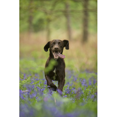 Canis Lupus Familiaris by Jamie_Hall - Wrapped Canvas Print