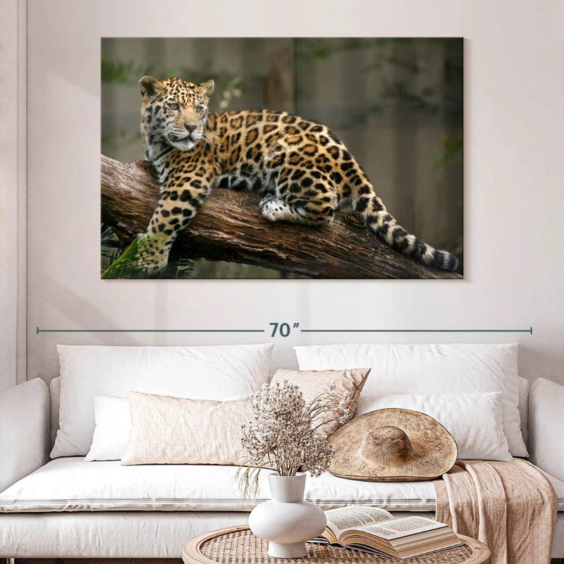 Regard de bébé jaguar Brampt, H 34 po x l 51 po