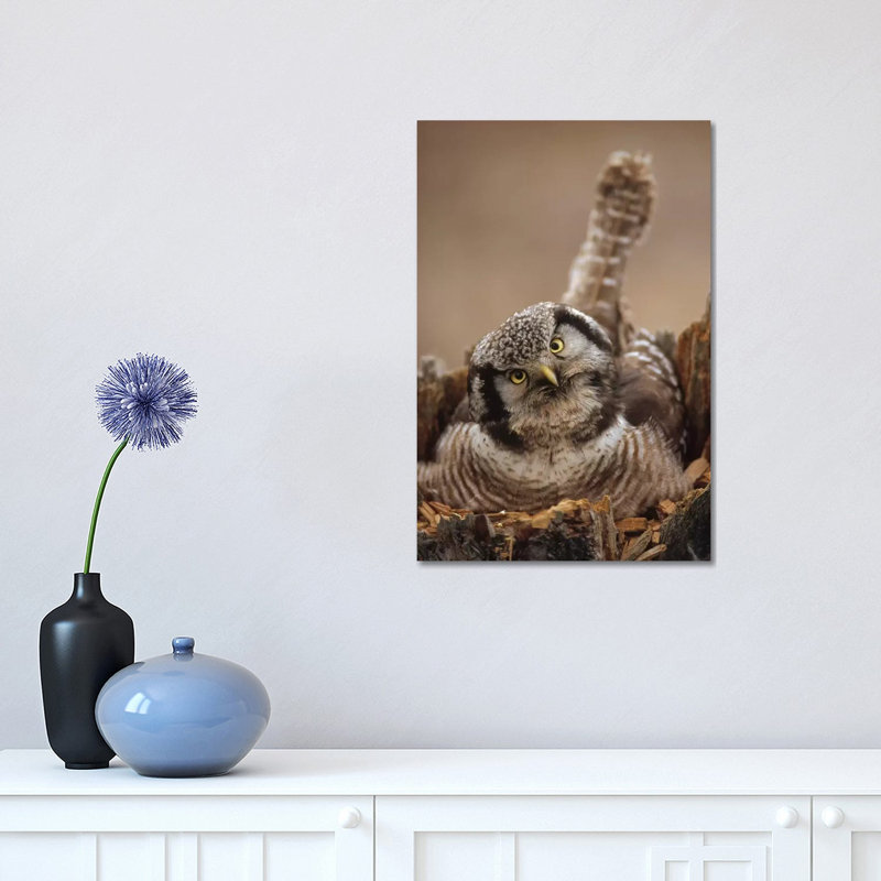 Northern Hawk Owl Incubating Eggs On Nest Built In Top Of Snag, Alaska by Michael Quinton - Wrapped Canvas Print