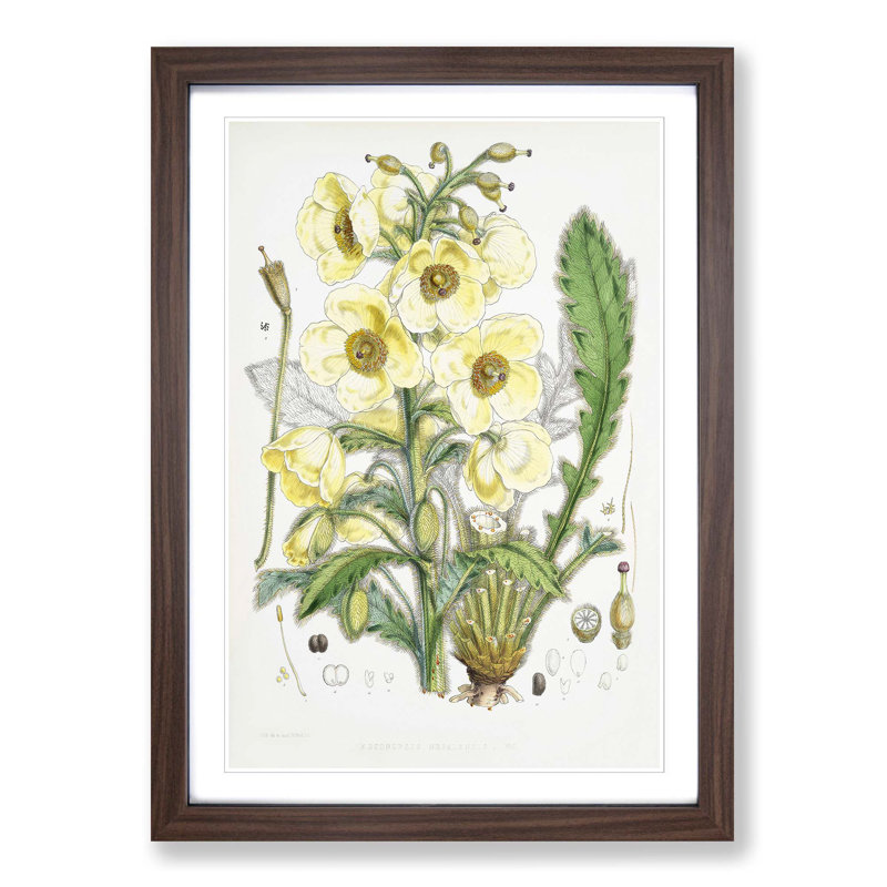 Himalayan Yellow Poppy by W. H. Fitch - Picture Frame Painting Print, 48cm H x 36cm W x 2cm D, Walnut Framed