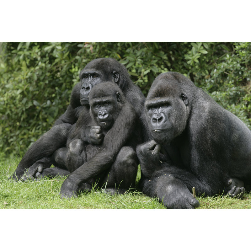 Western Lowland Gorilla, GorillaA GorillaB by MikeLane45 - Wrapped Canvas Print, 30cm H x 46cm W