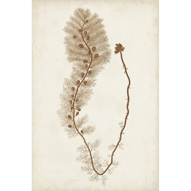 Sepia Seaweed III by Vision Studio - Painting, 91 cm H x 61 cm W, Black Floater Framed