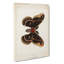 Cecropia Moth by S.F. Denton - Wrapped Canvas-55370986
