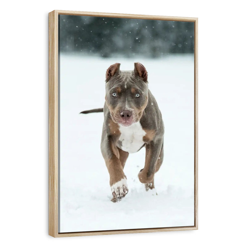 Pit Bull On Snow, Floating Frame Natural Wood, 25" x 37"