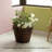 Eugenia Handmade Wood Barrel Planter-884268553