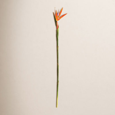 Bird of Paradise Stems