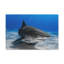 Art mural requin majestueux, impression d'art requin majestueux