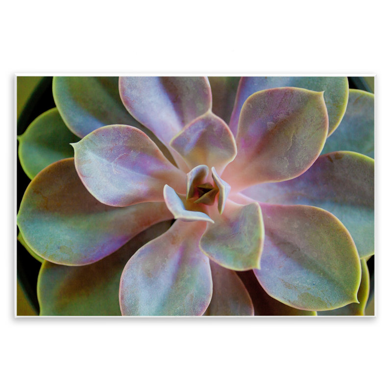 «Blooming Succulent Leaves» par Susan Bryant, H 13 po x l 19 po