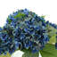 Hydrangea Bouquet In Bubble Glass Vase-938174869