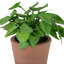 8 plantes