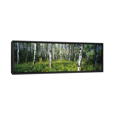 " Field Of Rocky Mountain Aspens "