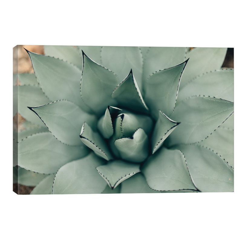 Mint Succulent I by Chelsea Victoria - Print, 20.32 cm H x 30.48 cm W, No Frame
