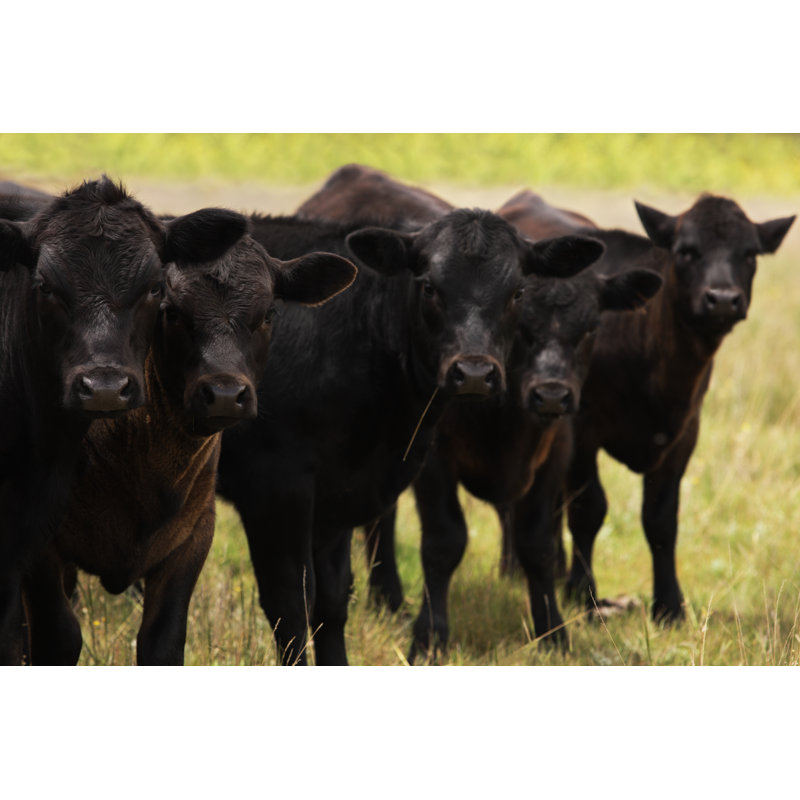 «Cows Hereford Holstein» par Chuckschugp photography, H 24 po x l 36 po