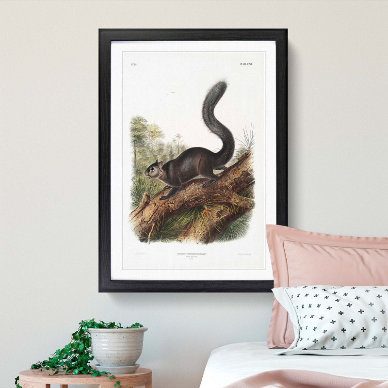 Dusky Squirrel by J.W. Audubon - Picture Frame Painting Print, Black Framed, 87cm H x 62cm W x 2cm D