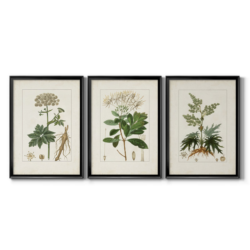 Antique Turpin Botanical I - toile tendue avec châssis sur mesure - 3 pièces, H 21 po x l 30 po, Noir