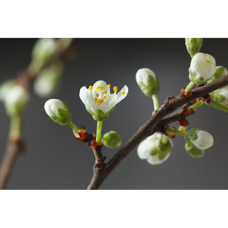 «Spring Blooming» par Anest - Photographie sur toile tendue, H 20 po x l 30 po