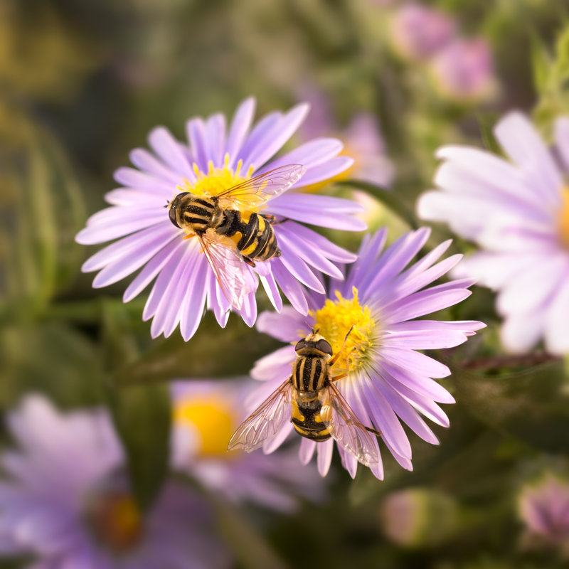 Baynard Flower Fly - Wrapped Canvas Print, 30cm H x 30cm W x 3.8cm D