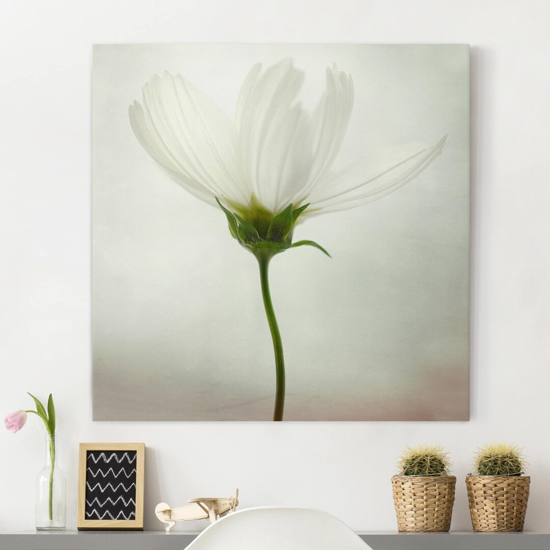 Leinwandbild White Cosmos